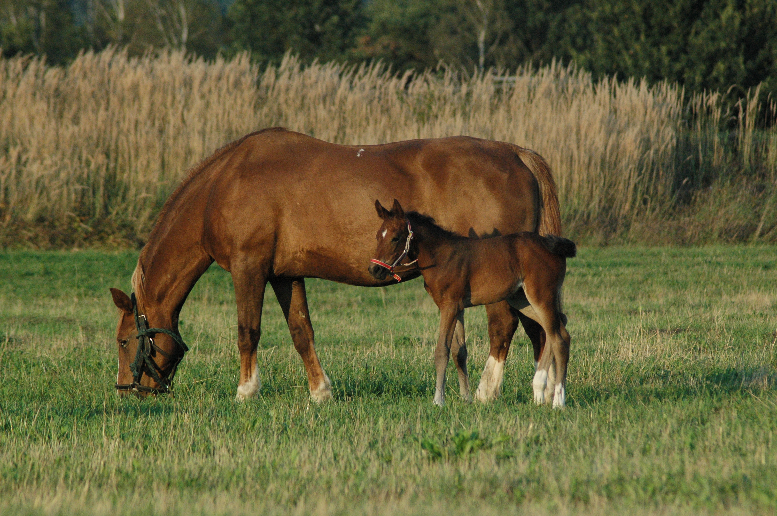 DSC_6025.JPG