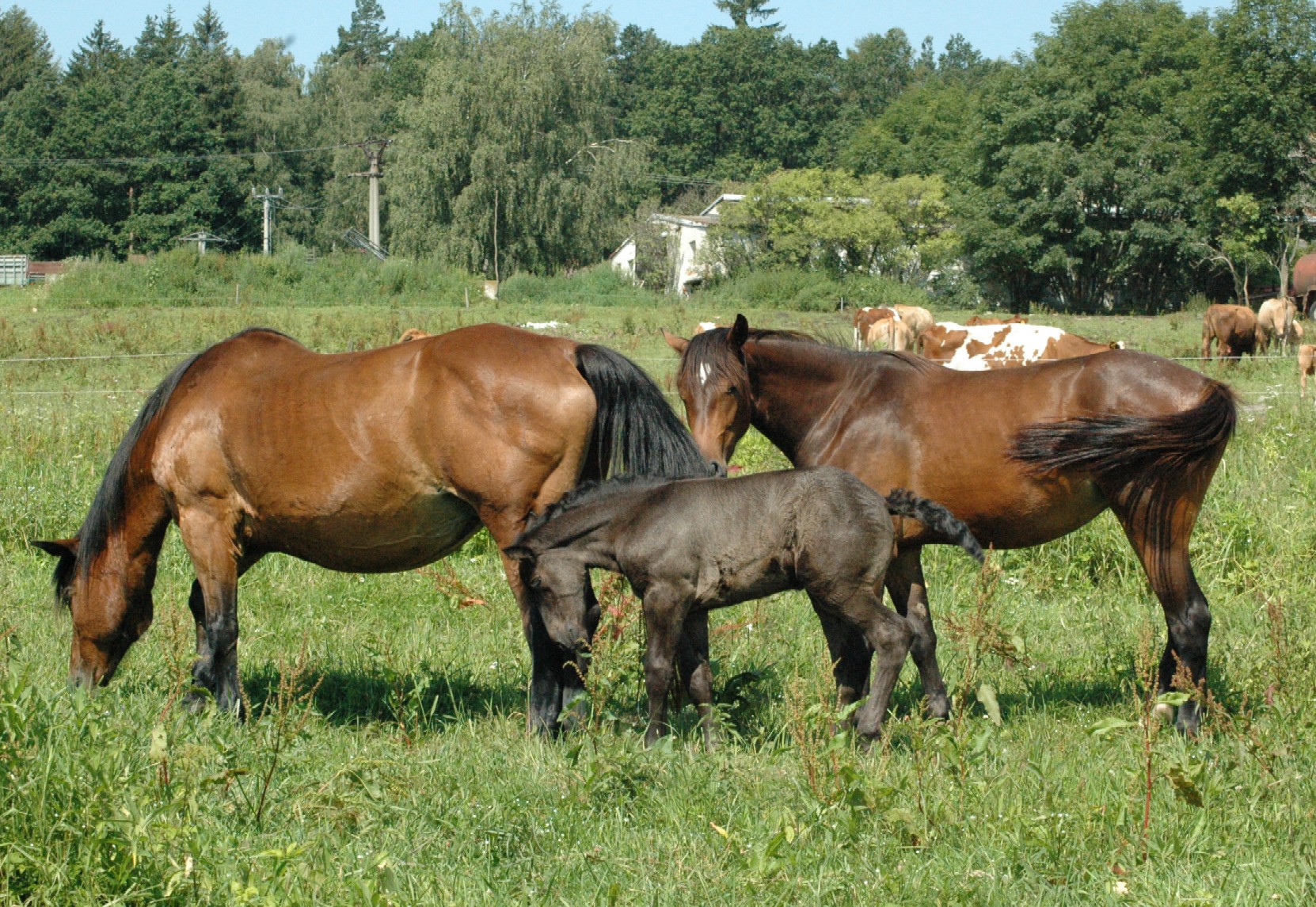 DSC_1524.JPG