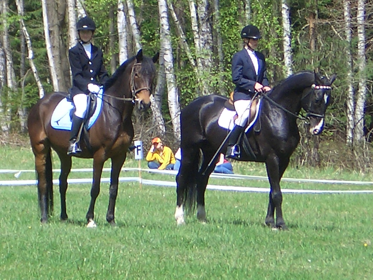 Koně 025.jpg